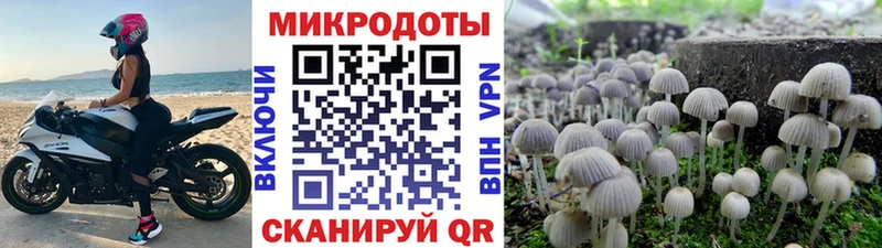 Галлюциногенные грибы Psilocybine cubensis Тында